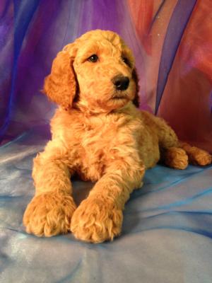 Male Standard Poodle DOB 8-26-2015 Red Puppy for Sale $675